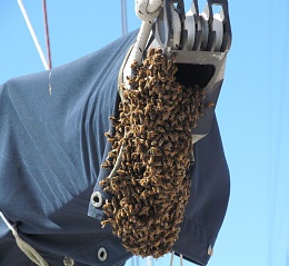 Click image for larger version

Name:	Bee Swarm 2s.jpg
Views:	646
Size:	432.8 KB
ID:	131677