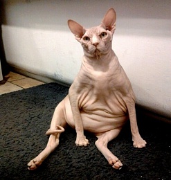 Click image for larger version

Name:	fat-bald-sphynx-cat-jobi-cat-photos1.jpg.pagespeed.ce.NjEi7-5cco.jpg
Views:	392
Size:	48.8 KB
ID:	132126