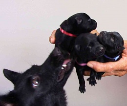 Click image for larger version

Name:	Schipperke puppies 1day old -2.jpg
Views:	323
Size:	49.6 KB
ID:	138423