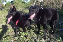 Click image for larger version

Name:	Schipperke parents - 1.jpg
Views:	187
Size:	75.2 KB
ID:	138424