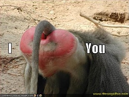 Click image for larger version

Name:	Funny-pictures-baboon-butt-heart.jpg
Views:	832
Size:	34.7 KB
ID:	138735