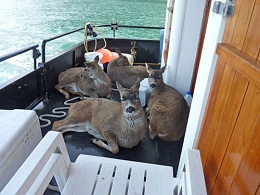 Click image for larger version

Name:	Boat Bucks.jpg
Views:	301
Size:	54.0 KB
ID:	138938
