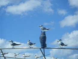 Click image for larger version

Name:	Birds on Boats.jpg
Views:	198
Size:	32.0 KB
ID:	140872