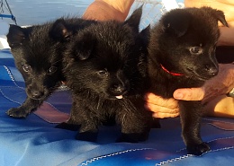 Click image for larger version

Name:	3 puppies Schipperke.jpg
Views:	151
Size:	375.4 KB
ID:	141686
