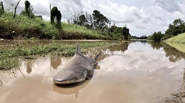 Click image for larger version

Name:	Bull shark in the road.jpg
Views:	219
Size:	43.6 KB
ID:	144464