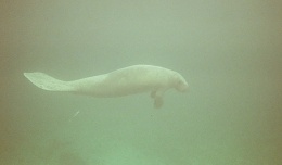 Click image for larger version

Name:	MyManatee.jpg
Views:	97
Size:	54.0 KB
ID:	145550