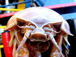 Click image for larger version

Name:	ROV Hitchhiker 2_comp.JPG
Views:	944
Size:	92.4 KB
ID:	14574