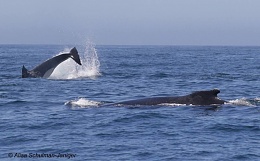 Click image for larger version

Name:	Humpbacks vs Orcas.jpg
Views:	276
Size:	80.5 KB
ID:	146981