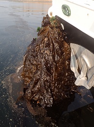 Click image for larger version

Name:	Panope kelp.jpg
Views:	141
Size:	431.3 KB
ID:	153663