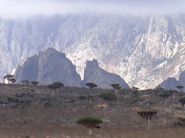 Click image for larger version

Name:	Socotra2.JPG
Views:	500
Size:	128.0 KB
ID:	15971
