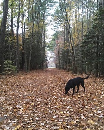 Click image for larger version

Name:	Mitchell on the Farm Road.jpg
Views:	84
Size:	179.0 KB
ID:	159741