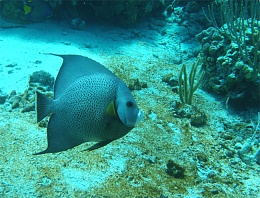 Click image for larger version

Name:	Gray_angelfish.jpg
Views:	376
Size:	126.1 KB
ID:	16089