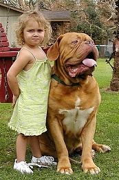 Click image for larger version

Name:	little girl and big dog.jpg
Views:	279
Size:	73.0 KB
ID:	16113