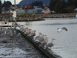 Click image for larger version

Name:	Gulls on dock.jpg
Views:	171
Size:	412.7 KB
ID:	163003