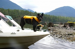 Click image for larger version

Name:	dog cat boat.jpg
Views:	338
Size:	63.6 KB
ID:	16374
