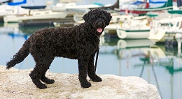 Click image for larger version

Name:	portuguese-water-dog.jpg
Views:	706
Size:	205.1 KB
ID:	164326
