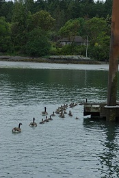 Click image for larger version

Name:	goslings_approach_dock_2.jpg
Views:	148
Size:	428.9 KB
ID:	16534