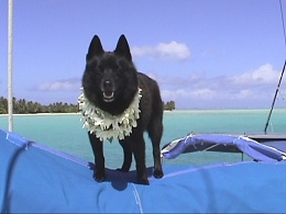 Click image for larger version

Name:	Schipperke adult.jpg
Views:	237
Size:	268.9 KB
ID:	167515