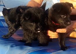 Click image for larger version

Name:	Schipperke puppies 1.jpg
Views:	189
Size:	375.4 KB
ID:	167517