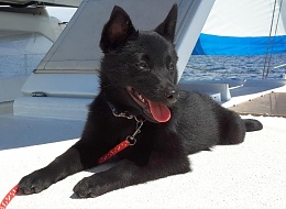 Click image for larger version

Name:	Schipperke puppies 2.jpg
Views:	215
Size:	269.0 KB
ID:	167518