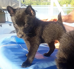 Click image for larger version

Name:	Schipperke puppies 3.jpg
Views:	121
Size:	446.1 KB
ID:	167519