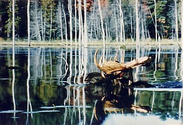 Click image for larger version

Name:	MooseCrossingBeaverPond.jpg
Views:	752
Size:	43.7 KB
ID:	17386