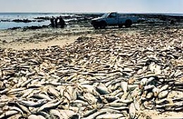 Click image for larger version

Name:	redtide.jpg
Views:	127
Size:	17.8 KB
ID:	175427