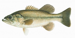 Click image for larger version

Name:	LargeMouthBass.jpg
Views:	562
Size:	116.1 KB
ID:	17571