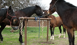 Click image for larger version

Name:	Ranch-TieRailHorses.jpg
Views:	113
Size:	100.9 KB
ID:	175802