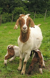 Click image for larger version

Name:	goat.jpg
Views:	430
Size:	57.0 KB
ID:	17787