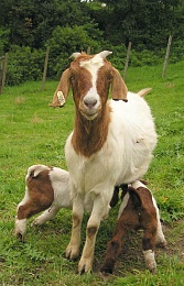 Click image for larger version

Name:	goat.jpg
Views:	421
Size:	57.0 KB
ID:	17787