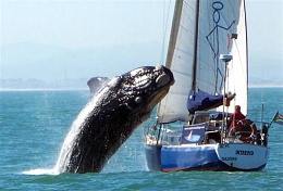 Click image for larger version

Name:	ss-100721-whale-02.grid-8x2.jpg
Views:	495
Size:	33.9 KB
ID:	17896