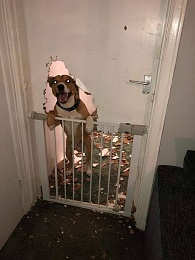 Click image for larger version

Name:	Dog Door.jpg
Views:	392
Size:	51.9 KB
ID:	180546