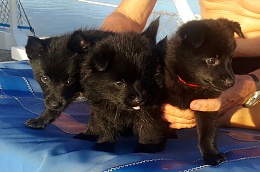 Click image for larger version

Name:	3 pups for article-1.jpg
Views:	187
Size:	406.7 KB
ID:	189851