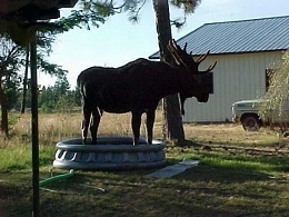 Click image for larger version

Name:	Moose.jpg
Views:	241
Size:	180.9 KB
ID:	190141