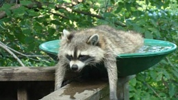 Click image for larger version

Name:	Racoon.jpg
Views:	251
Size:	131.6 KB
ID:	190142