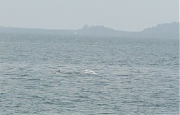 Click image for larger version

Name:	dolphin2.jpg
Views:	229
Size:	35.6 KB
ID:	1924