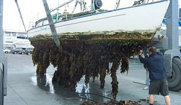 Click image for larger version

Name:	Marine-Fouling.jpg
Views:	67
Size:	32.2 KB
ID:	192681