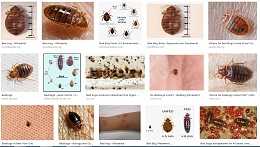 Click image for larger version

Name:	Temp Bed Bugs.JPG
Views:	1315
Size:	217.1 KB
ID:	193428