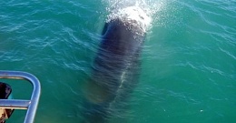 Click image for larger version

Name:	whale.jpg
Views:	153
Size:	32.6 KB
ID:	201169