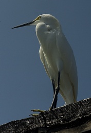 Click image for larger version

Name:	8114-Egret on Roof.jpg
Views:	56
Size:	391.2 KB
ID:	201360