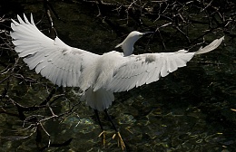 Click image for larger version

Name:	8093-White Bird Wings outstretched.jpg
Views:	53
Size:	413.9 KB
ID:	201361