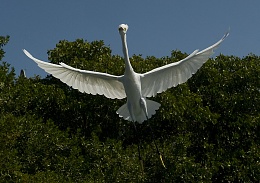 Click image for larger version

Name:	8135-Egret Flying overhead.jpg
Views:	51
Size:	427.4 KB
ID:	201362