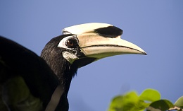 Click image for larger version

Name:	Hornbill eyes you_7298.jpg
Views:	56
Size:	260.4 KB
ID:	201363