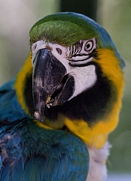 Click image for larger version

Name:	5743-Blue and Gold Macaw head.jpg
Views:	54
Size:	419.5 KB
ID:	201364