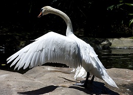 Click image for larger version

Name:	5830-Swan with Wings outstretched.jpg
Views:	61
Size:	425.3 KB
ID:	201365