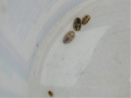 Click image for larger version

Name:	seapillbugs.JPG
Views:	193
Size:	55.9 KB
ID:	2033
