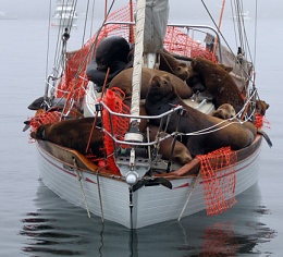 Click image for larger version

Name:	Seals on Boats-2.jpg
Views:	263
Size:	105.4 KB
ID:	20354