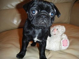 Click image for larger version

Name:	Pug.jpg
Views:	512
Size:	33.7 KB
ID:	20566