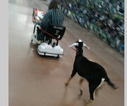 Click image for larger version

Name:	Walmarts goat.jpg
Views:	200
Size:	19.2 KB
ID:	20586